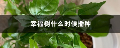 幸福树什么时候播种，幸福树种子的采收