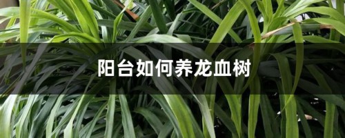 阳台如何养龙血树，需要注意什么