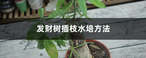 发财树插枝水培方法