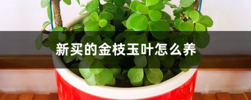 新买的金枝玉叶怎么养