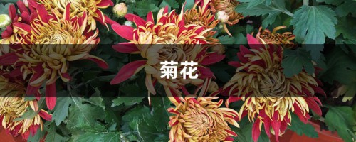 “菊花”真好养，集市上买回一盆，不用施肥就能活