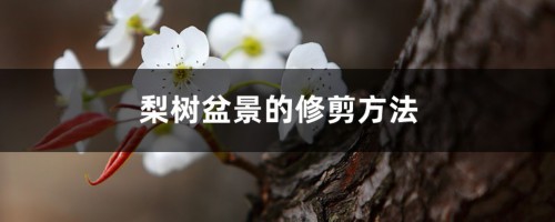 梨树盆景的修剪方法